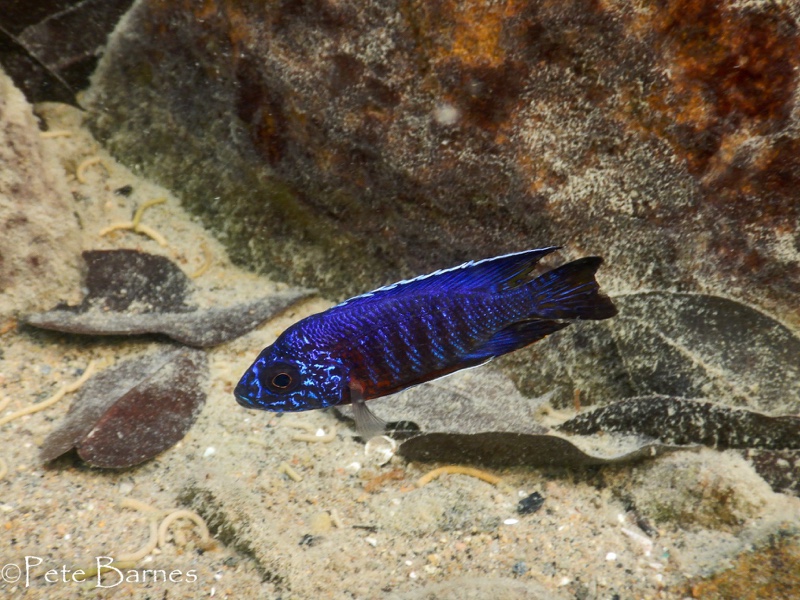 Aulonocara stuartgranti 'Thumbi West Island'